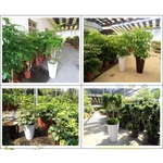 盆栽 , 永欣園藝中心