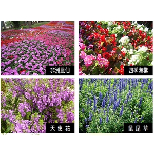 盆栽 , 永欣園藝中心