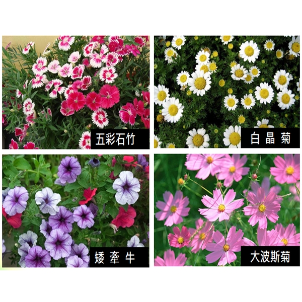 盆栽-永欣園藝中心