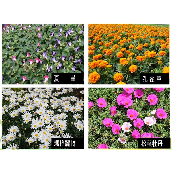 盆栽-永欣園藝中心