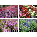 盆栽 , 永欣園藝中心