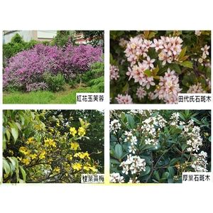 盆栽 , 永欣園藝中心