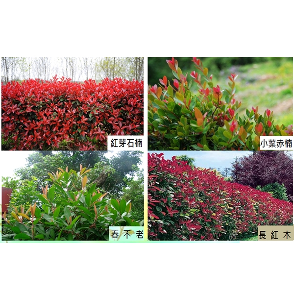 盆栽-永欣園藝中心