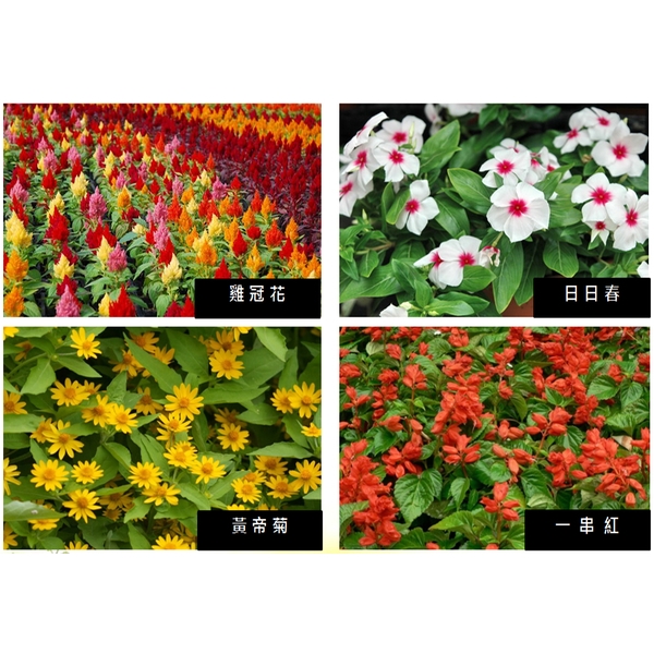 盆栽-永欣園藝中心