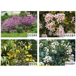 盆栽 , 永欣園藝中心