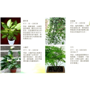 盆栽 , 永欣園藝中心