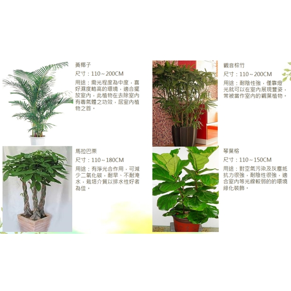 盆栽-永欣園藝中心