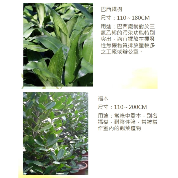 盆栽-永欣園藝中心