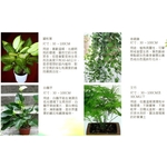 盆栽 , 永欣園藝中心