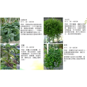 盆栽 , 永欣園藝中心