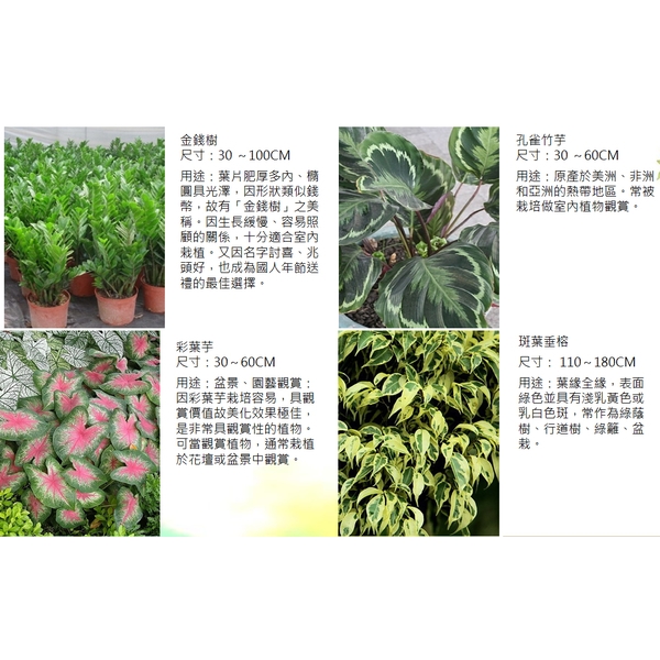 盆栽-永欣園藝中心