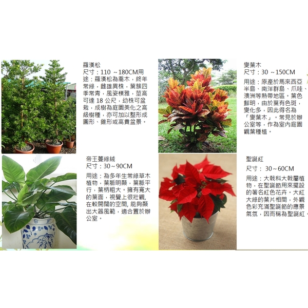 盆栽-永欣園藝中心