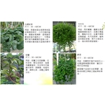 盆栽 , 永欣園藝中心