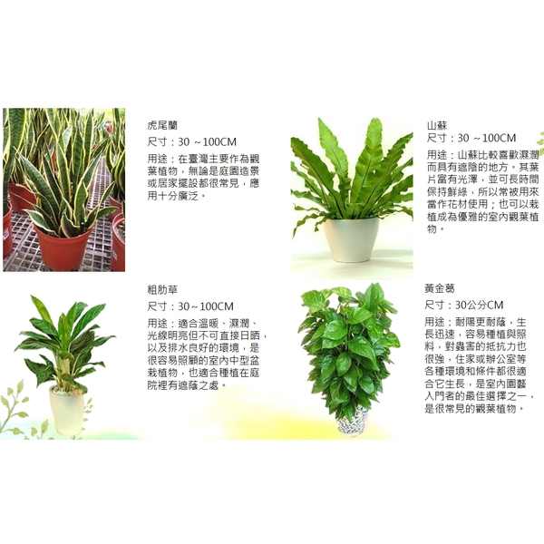 盆栽-永欣園藝中心