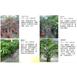 盆栽 , 永欣園藝中心