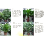 盆栽 , 永欣園藝中心