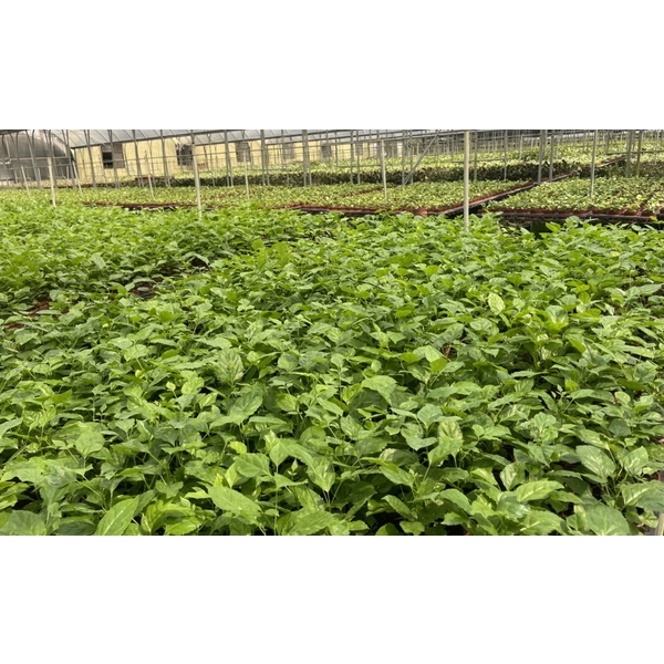 造景-永欣園藝中心