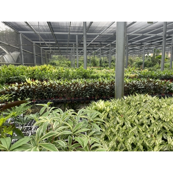 造景,永欣園藝中心