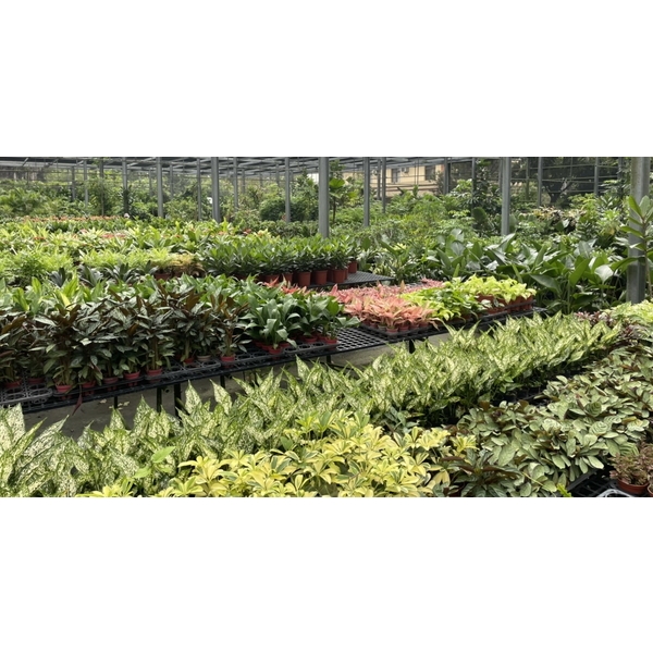 造景-永欣園藝中心