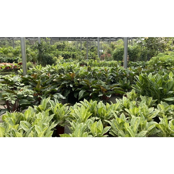 造景-永欣園藝中心