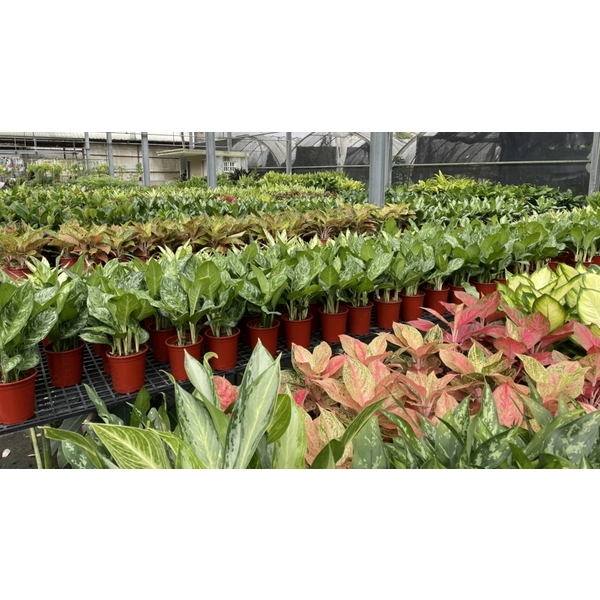 造景,永欣園藝中心