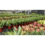 造景 - 永欣園藝中心