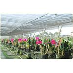 農業用網-遮光網 - 欣隆製網股份有限公司