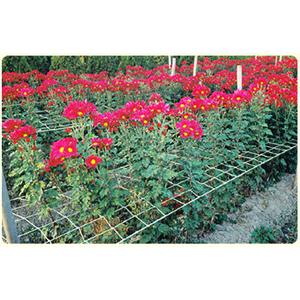 花類支撐網