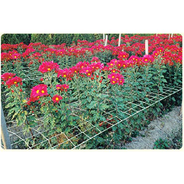 花類支撐網
