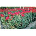 花類支撐網 - 欣隆製網股份有限公司