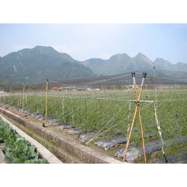 無結網,貝羽製網