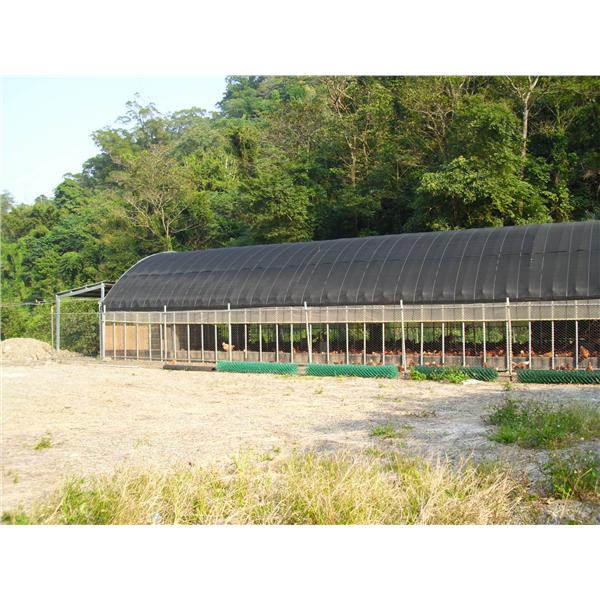 大棚式養雞,揚雅國際股份有限公司