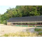 大棚式養雞 - 揚雅國際股份有限公司