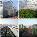 有機農業-溫室栽培 - 揚雅國際股份有限公司