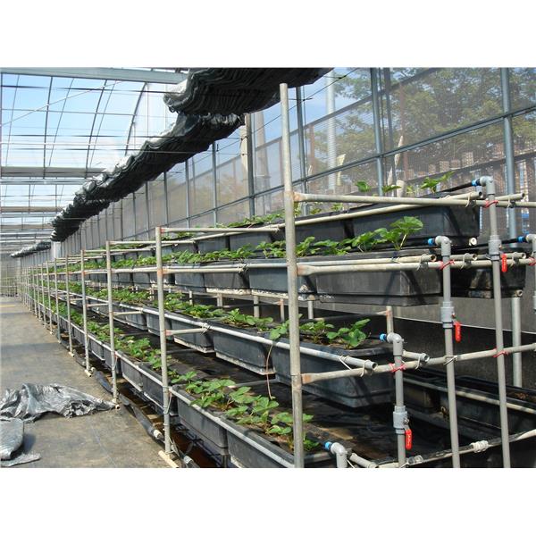 邱舜君優恩蜜蕃茄,揚雅國際股份有限公司