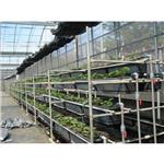 邱舜君優恩蜜蕃茄 - 揚雅國際股份有限公司