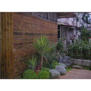 南方松圍籬造景