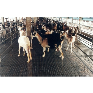 編織網-羊舍舖墊