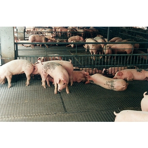 編織網-豬舍舖墊