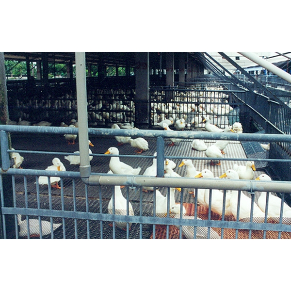 編織網-鴨舍舖墊 編織網-鴨舍舖墊,谷山股份有限公司