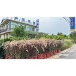 景觀樹木,庭園造景樹木 , 和平園藝有限公司