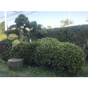 景觀樹木,庭園造景樹木,和平園藝有限公司