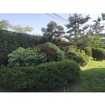 景觀樹木,庭園造景樹木,和平園藝有限公司