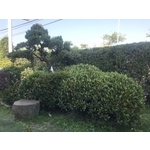 景觀樹木,庭園造景樹木 , 和平園藝有限公司