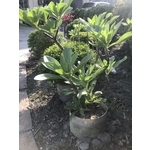 景觀樹木,庭園造景樹木,和平園藝有限公司