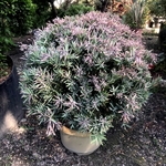 景觀樹木,庭園造景樹木,和平園藝有限公司