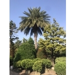 景觀樹木,庭園造景樹木 , 和平園藝有限公司