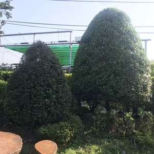 景觀樹木,庭園造景樹木,和平園藝有限公司