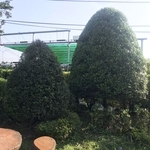 景觀樹木,庭園造景樹木 , 和平園藝有限公司