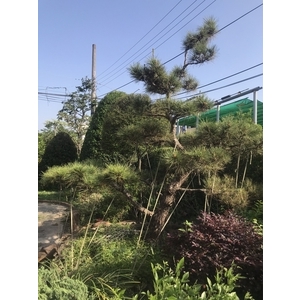 景觀樹木,庭園造景樹木,和平園藝有限公司